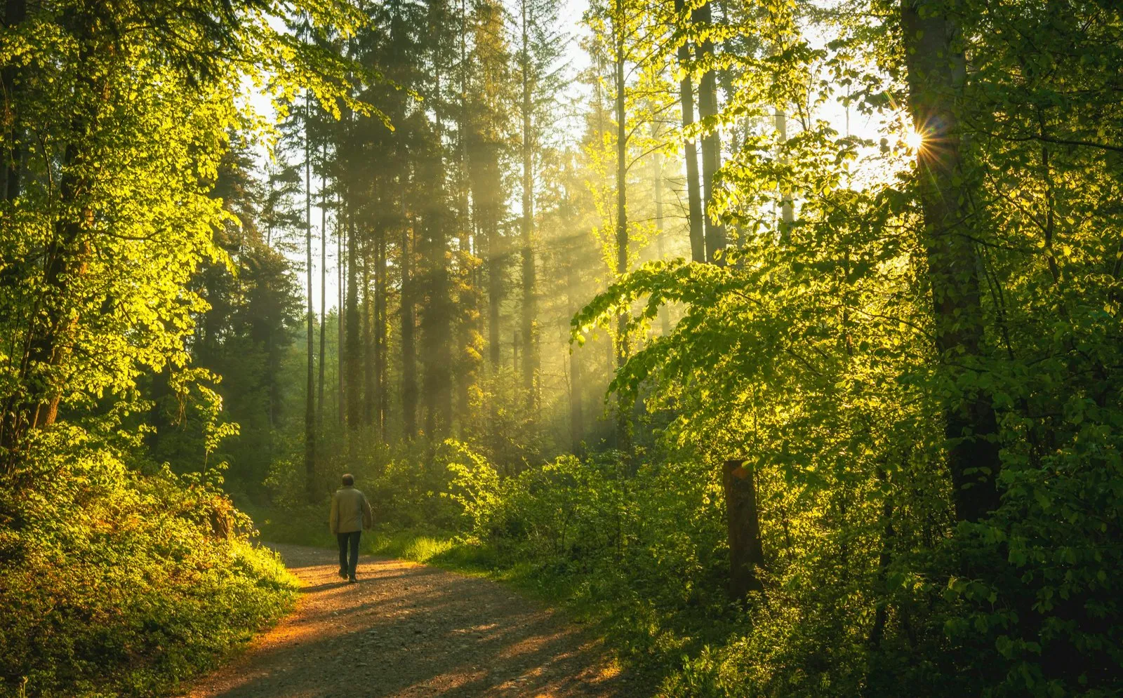 A person walking along a tree-lined path in early morning light