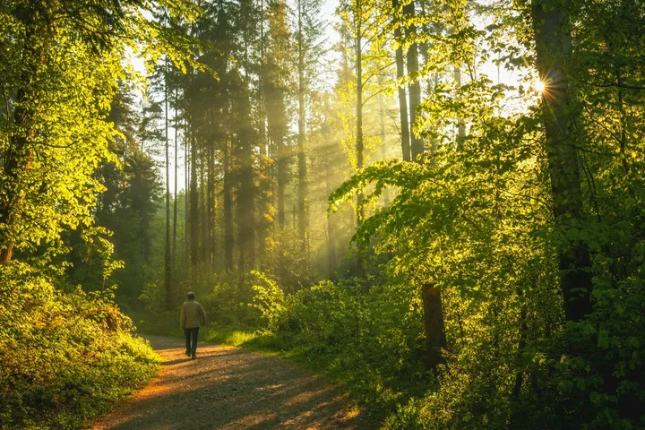A person walking along a tree-lined path in early morning light