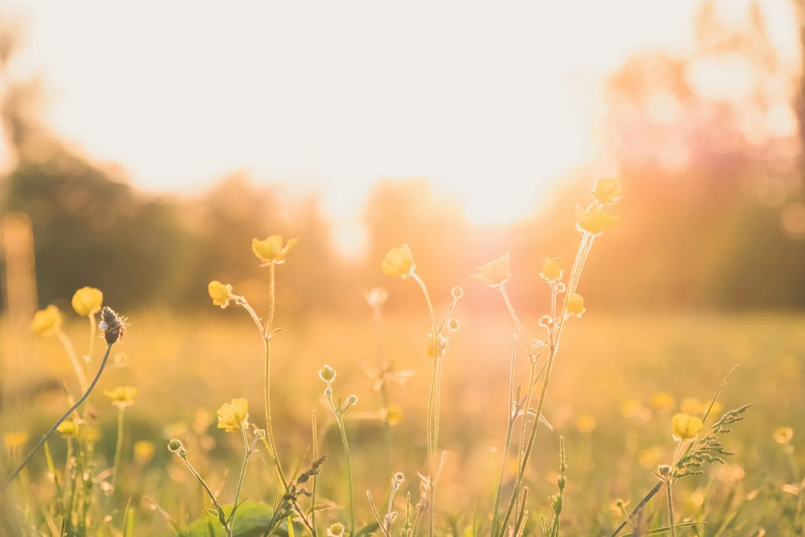 Grasses and wildflowers backlit in a meadow on a summer afternoon