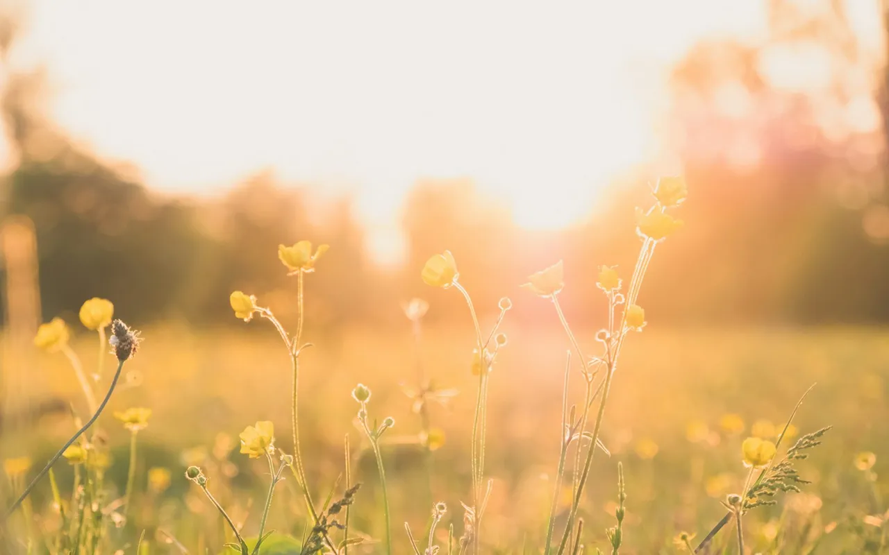 Grasses and wildflowers backlit in a meadow on a summer afternoon